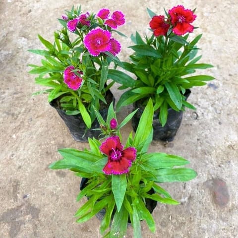 Set of 3 - Dianthus (any colour) in 4 Inch Nursery Bag