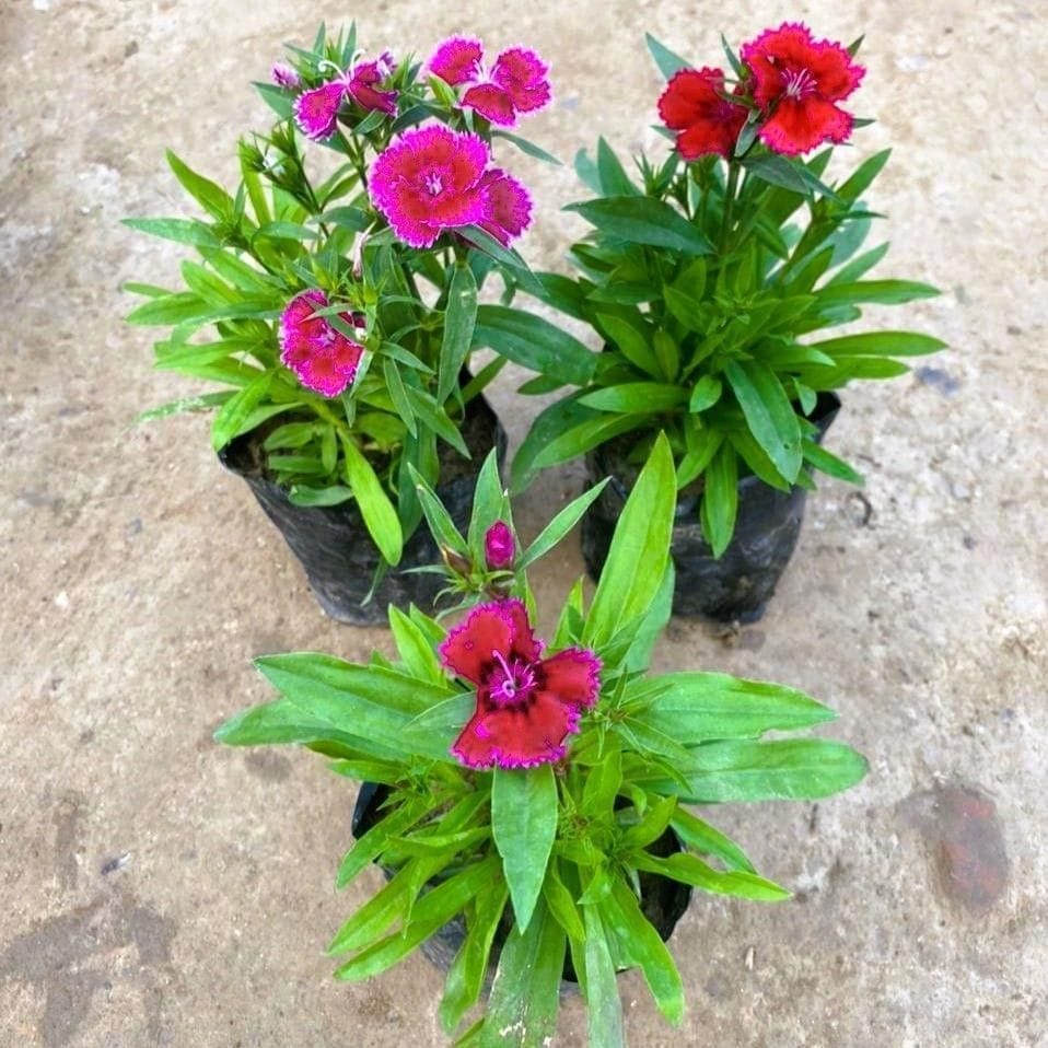 Set of 3 - Dianthus (any colour) in 4 Inch Nursery Bag