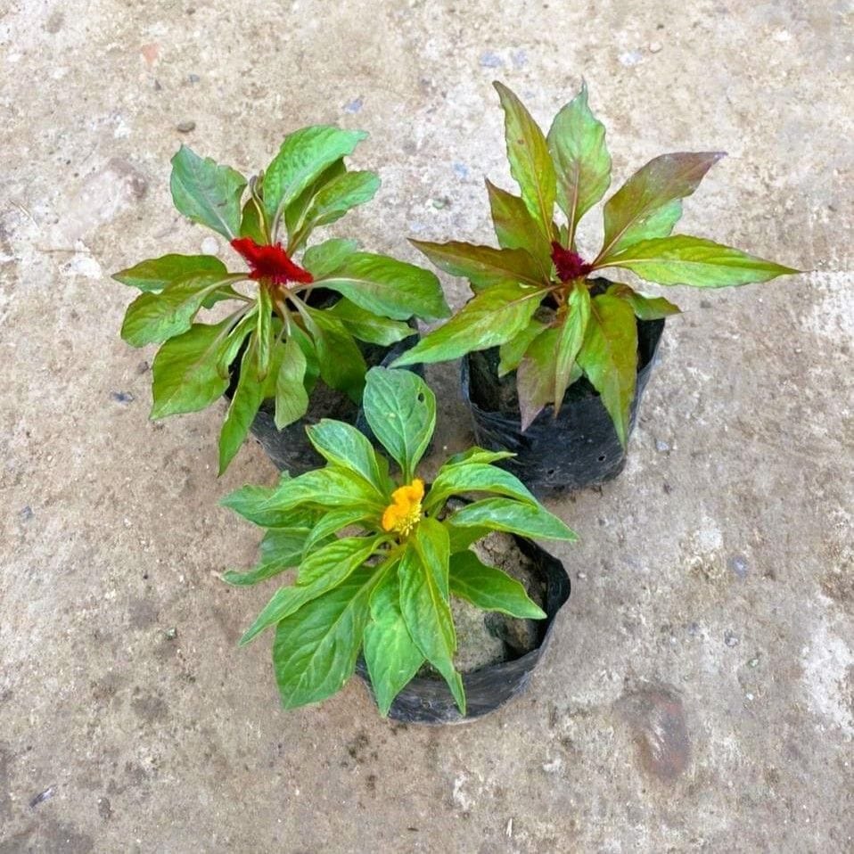 Set of 3 - Celosia / Cockscomb (any colour) in 4 Inch Nursery Bag