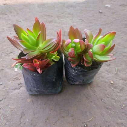 Buy Set of 2 - Sedum Comphire Succulent  in 3 Inch Nursery bag Online | Urvann.com