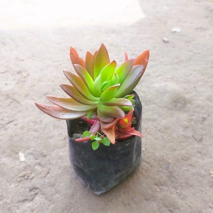 Sedum Camphire Multicolour Succulent in 3 Inch Nursery bag