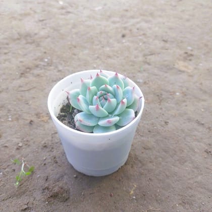 Echevaria Derosa Succulent in 4 Inch White Nursery Pot