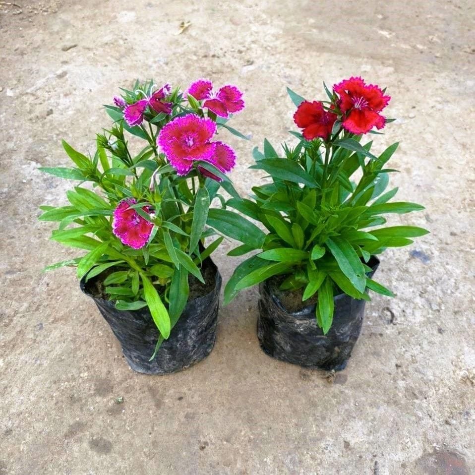 Set of 2 - Dianthus (any colour) in 4 Inch Nursery Bag
