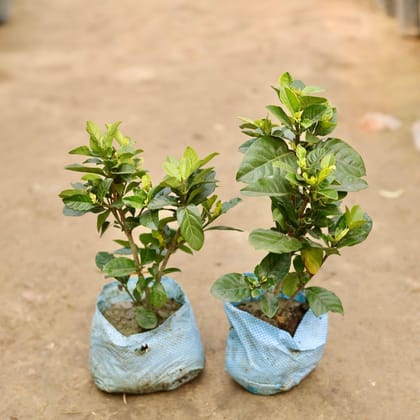 Buy Set of 2 - Gandhraaj / Gardenia  in 7 Inch Nursery Bag Online | Urvann.com