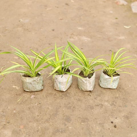 Set of 4 - Golden Spider in 5 Inch Live Plant Nursery Bag