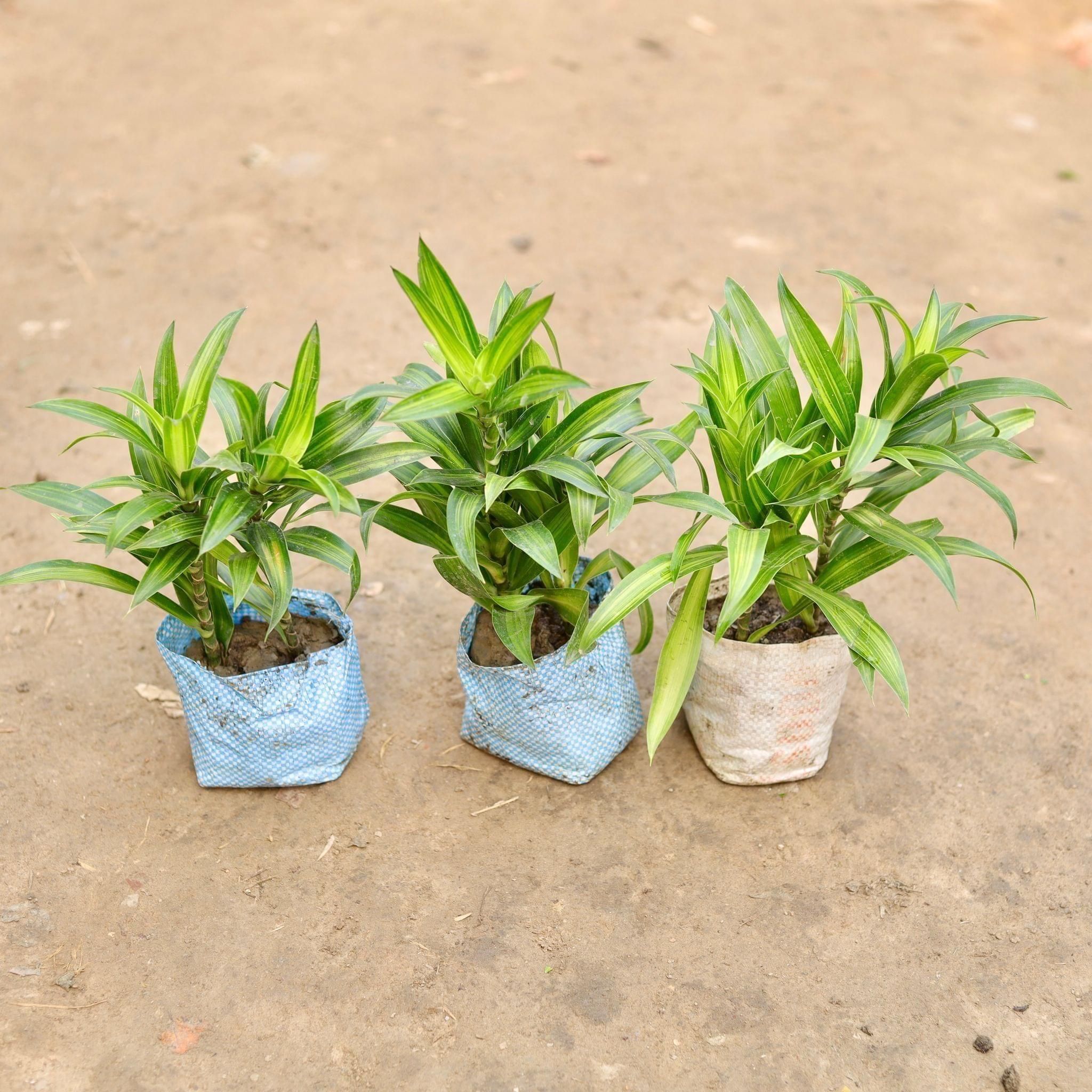 Set of 3 - Dracaena Messenger Green in 5 Inch Nursery Bag