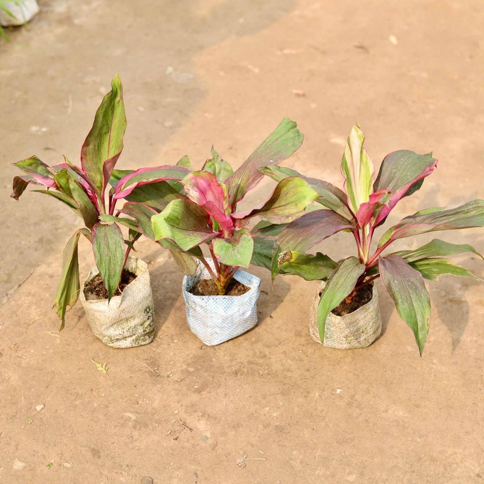 Set of 3 - Dracaena Kedarnath in 5 Inch Nursery Bag