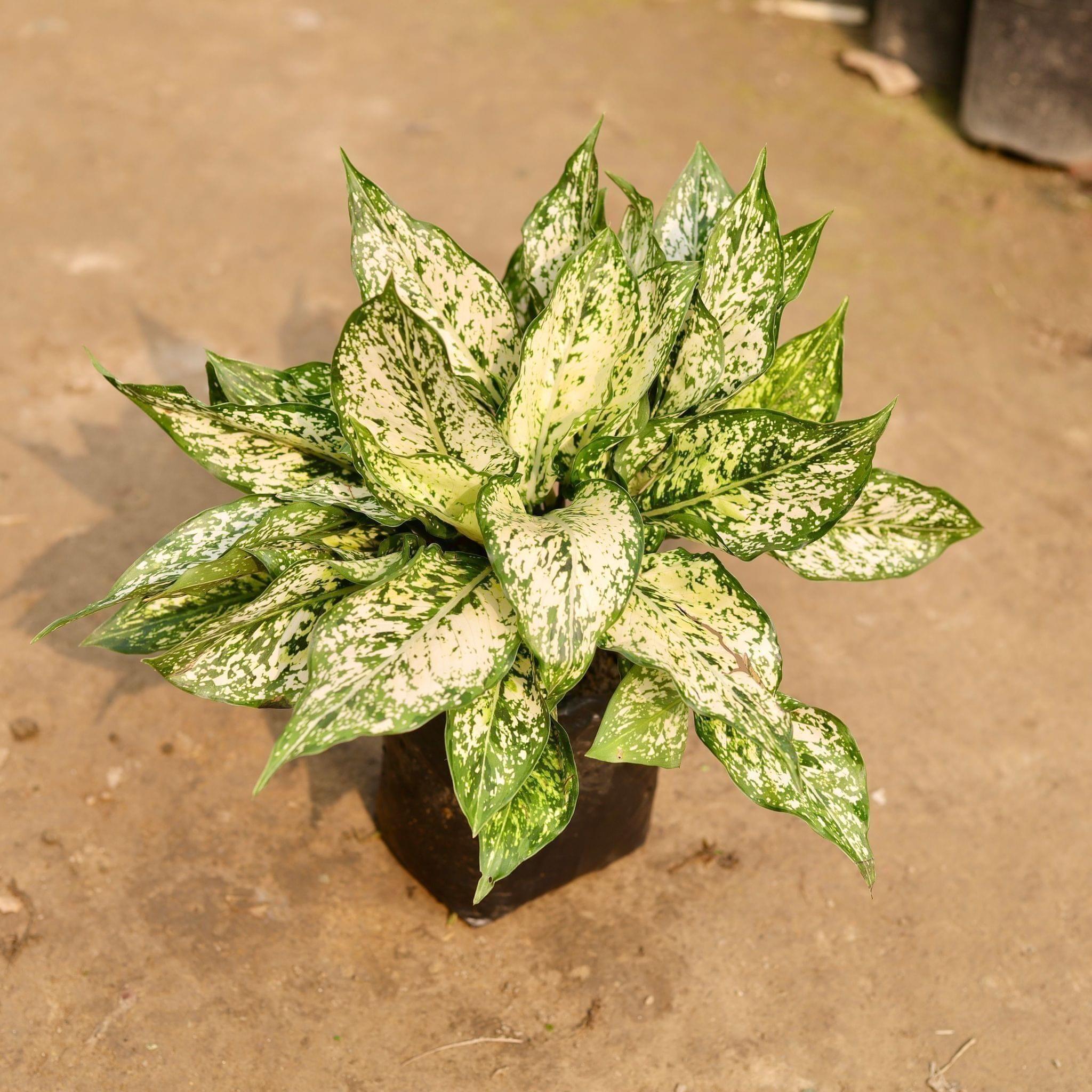 Aglaonema Snow White in 7 Inch Nursery Bag