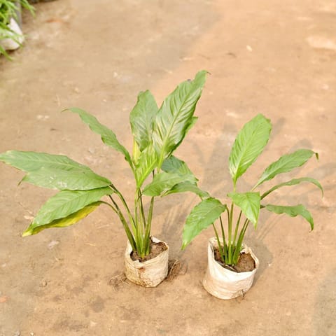 Set of 2 - Peace Lily in 5 Inch Live Plant Nursery Bag