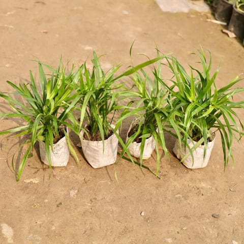 Air Purifying - set of 4 dracaena green in 5 Inch Live Plant Nursery Bag