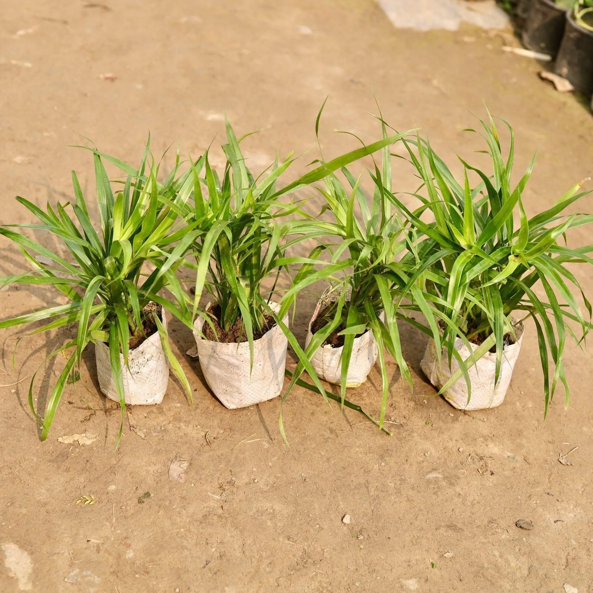 Air Purifying - set of 4 dracaena green in 5 Inch Nursery Bag