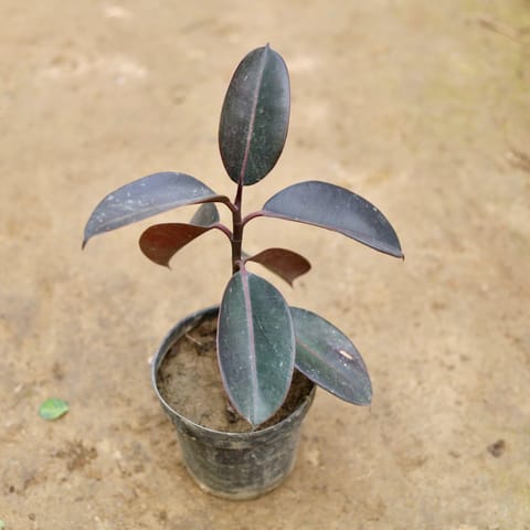 Air Purifying - Rubber Plant in 6 Inch Nursery Pot
