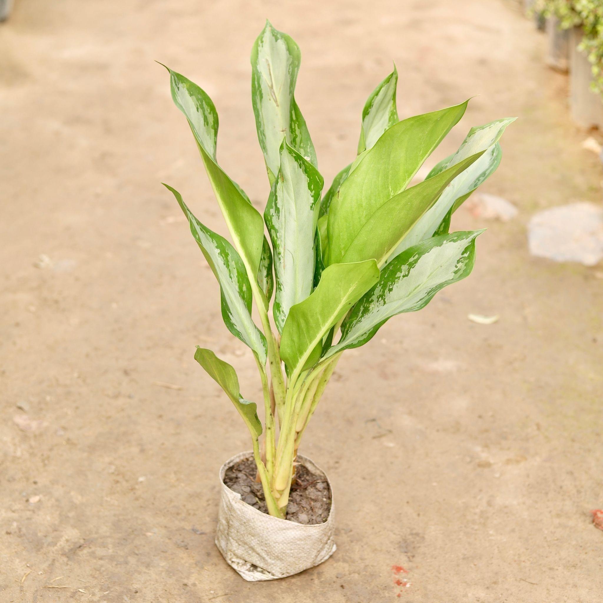 Aglaonema Silver Queen in 8 Inch Nursery Bag
