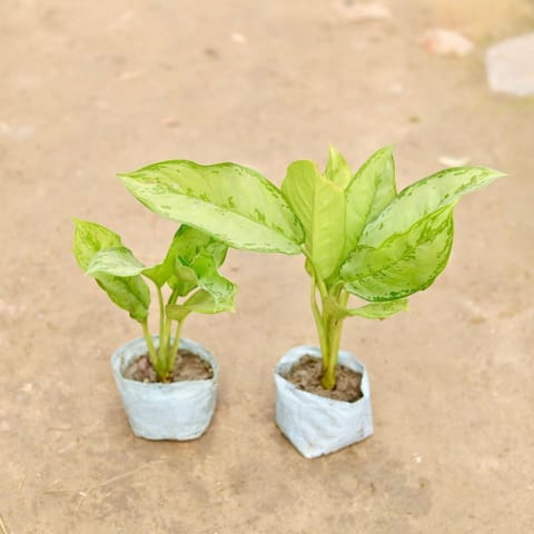 Air Purifying - Set of 2 - Aglaonema Maria Christina in 5 Inch Live Plant Nursery Bag
