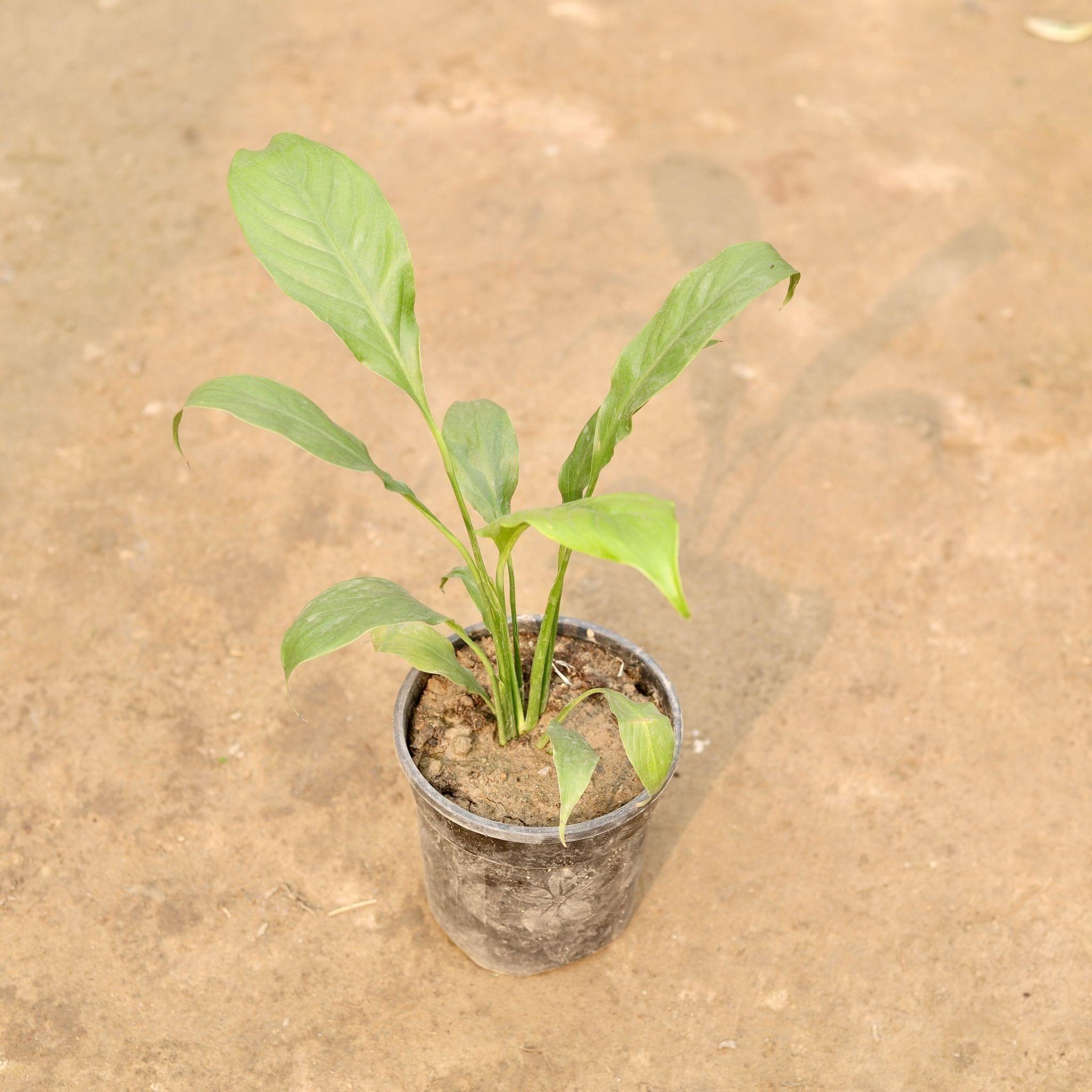 Peace Lily in 5 Inch Nursery Pot
