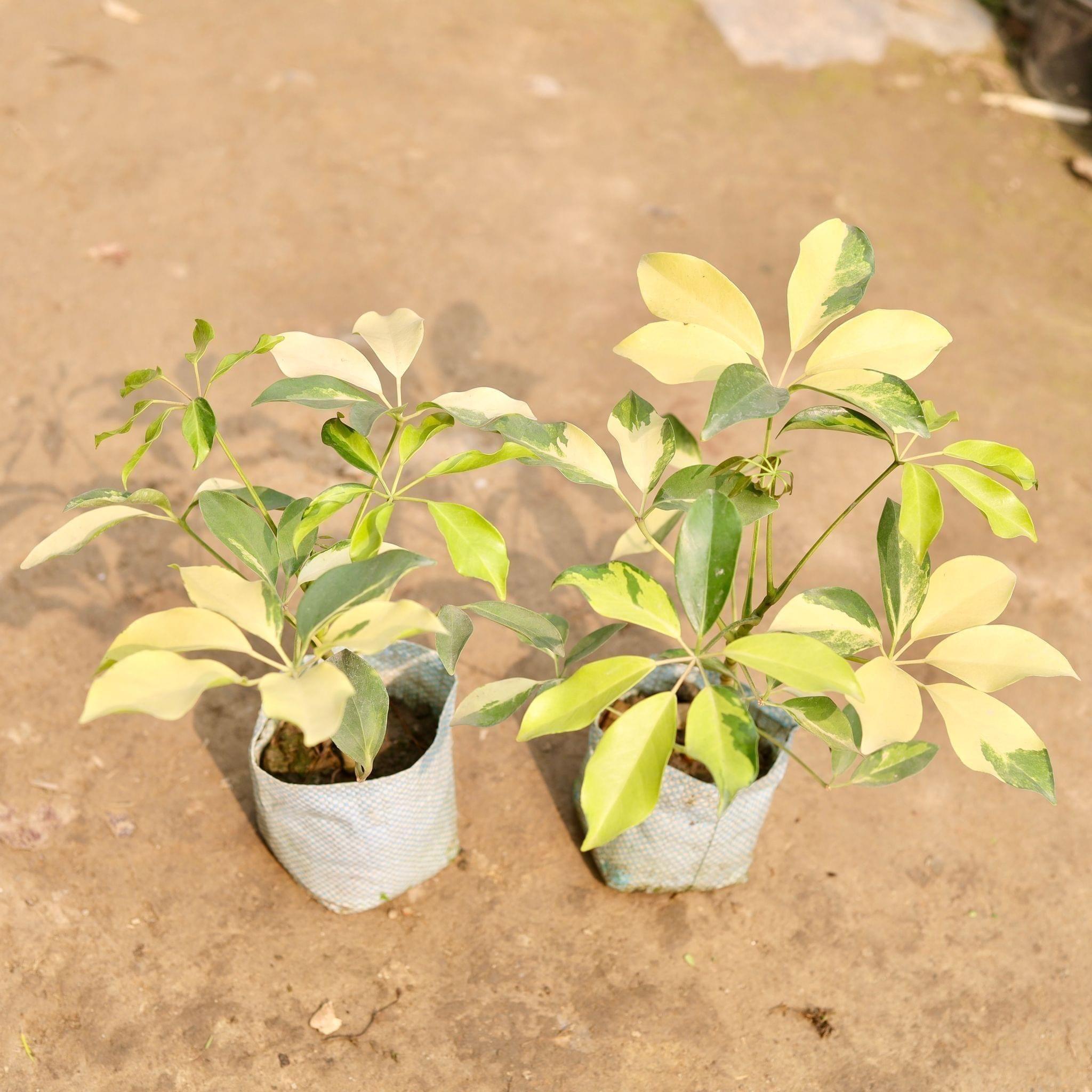 Set of 2 - Schefflera Brassia in 5 Inch Nursery Bag