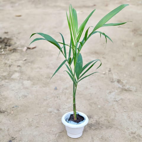 Cane Palm in 6 Inch Classy White Plastic Pot