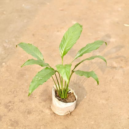 Buy Peace Lily   in 5 Inch Nursery Bag Online | Urvann.com