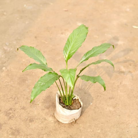 Peace Lily in 5 Inch Live Plant Nursery Bag