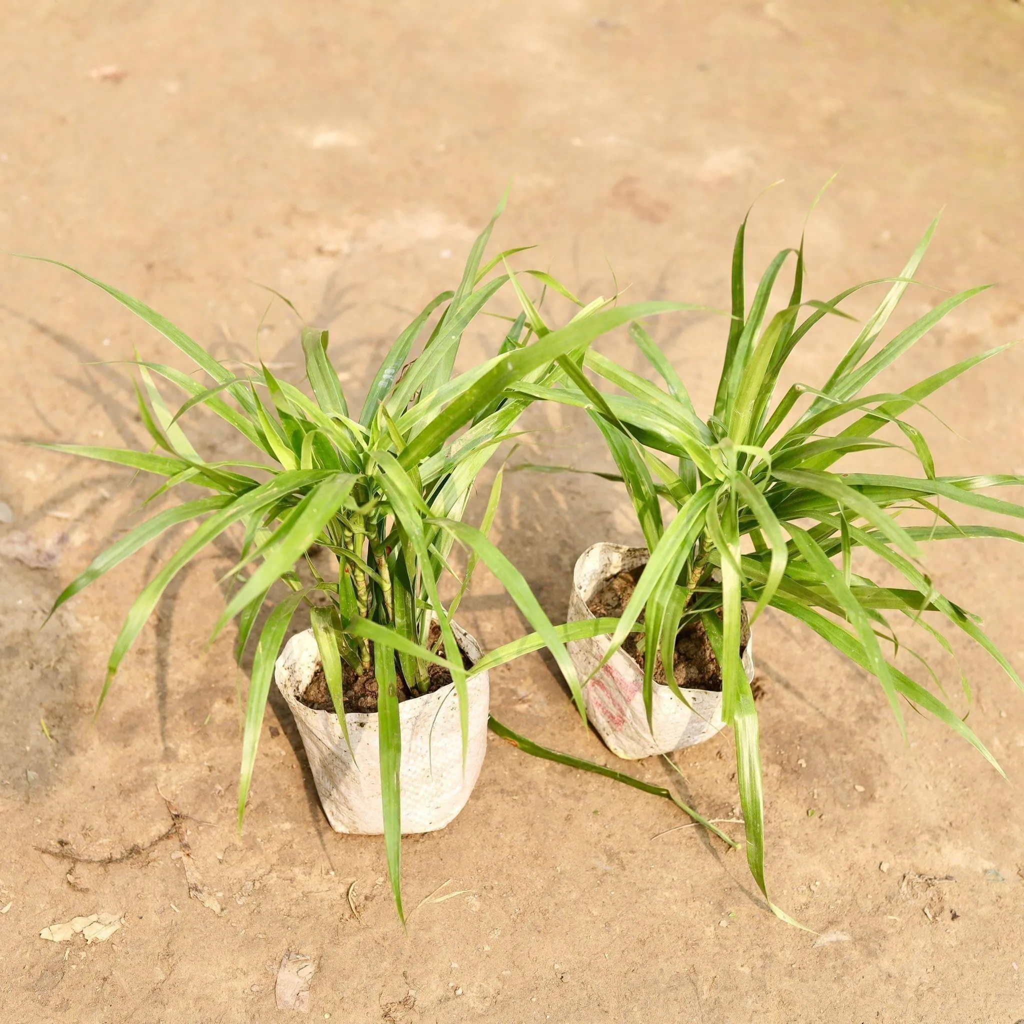 Set of 2 dracaena green in 5 Inch Nursery Bag