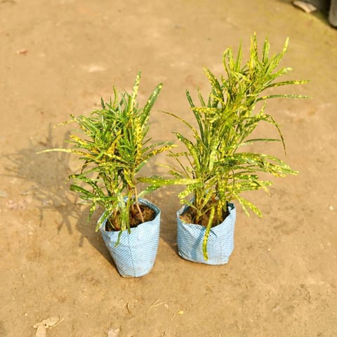 Air Purifying - Set of 2 - Chironji Gold star Croton in 5 Inch Live Plant Nursery Bag