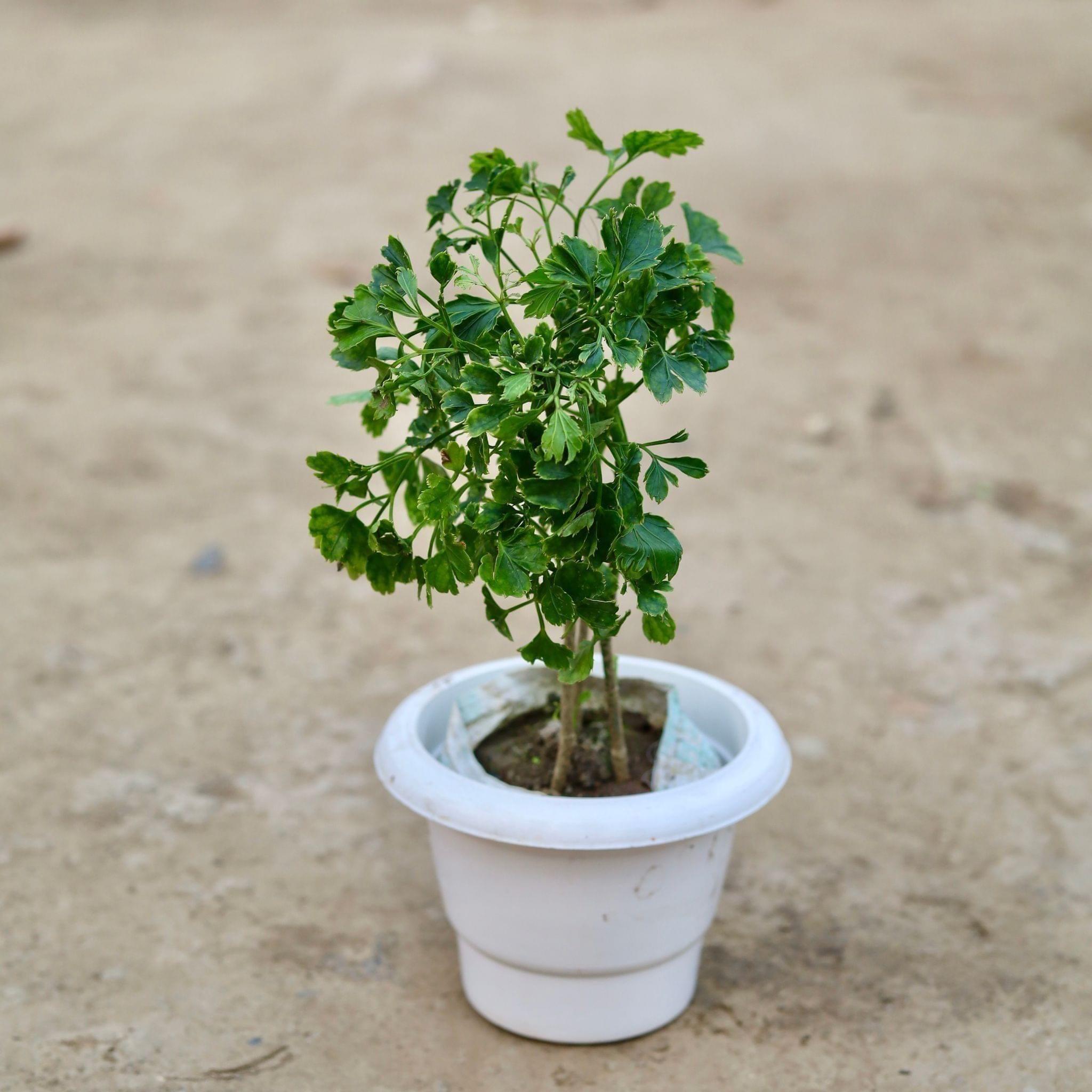 Aralia Dark Green in 6 Inch Classy White Plastic Pot