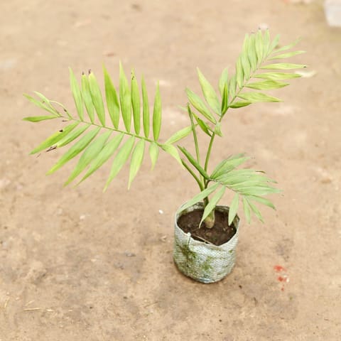 Air Purifying - Chameadorea Palm in 5 Inch Live Plant Nursery Bag