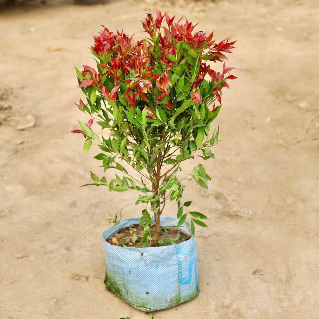 Buy Syzygium in 10 Inch Nursery Bag Online | Urvann.com Syzygium / Christina Ficus in 10 Inch Nursery Bag