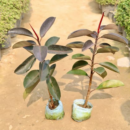 Buy Set of 2 - Rubber plant in 8 Inch Nursery Bag Online | Urvann.com