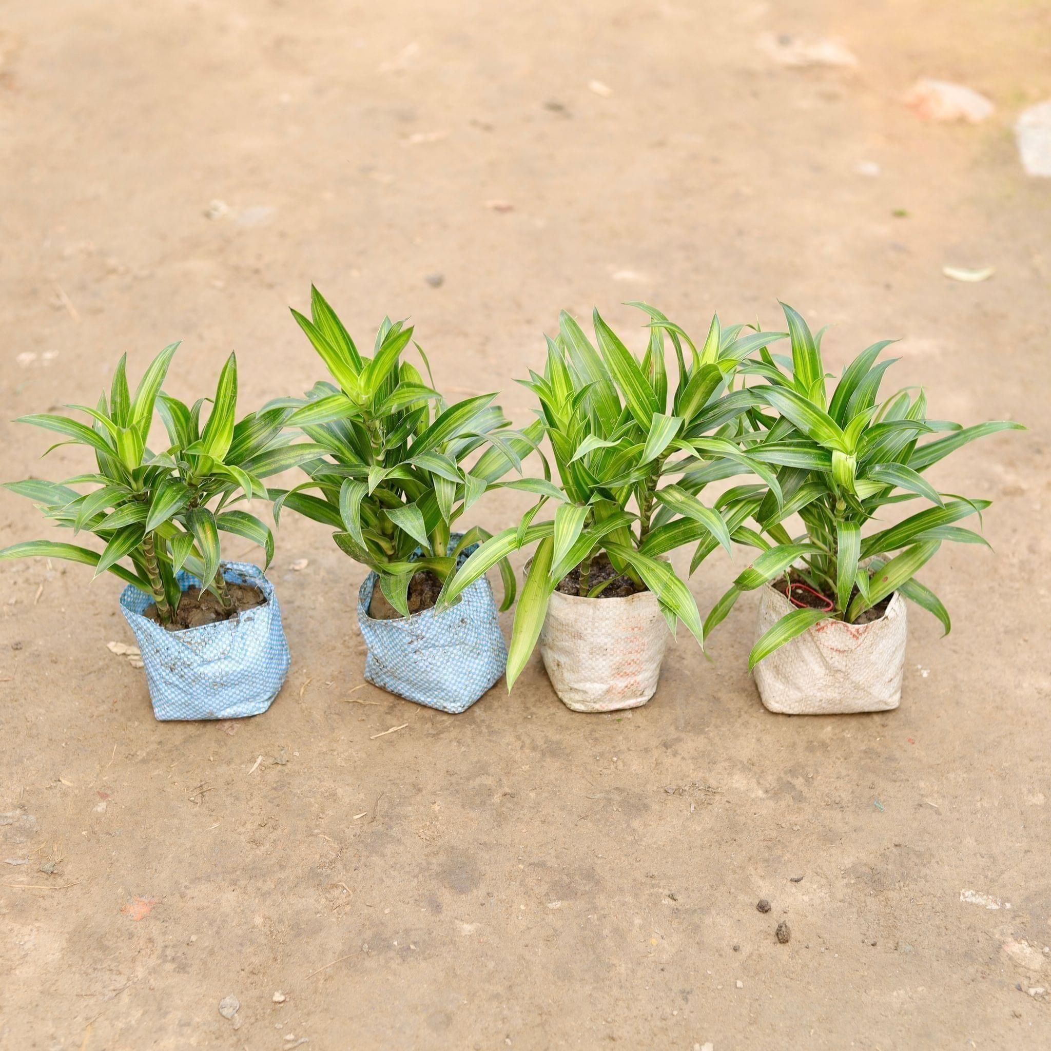 Set of 4 - Dracaena Messenger Green in 5 Inch Nursery Bag