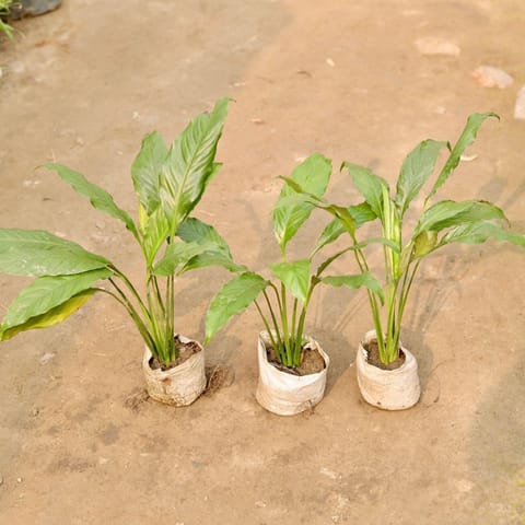 Set of 3 - Peace Lily in 5 Inch Live Plant Nursery Bag