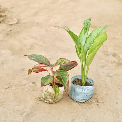 Buy Set of 2 - Aglaonema (Lipstick & Maria Christina ) in 5 Inch Nursery Bag Online | Urvann.com