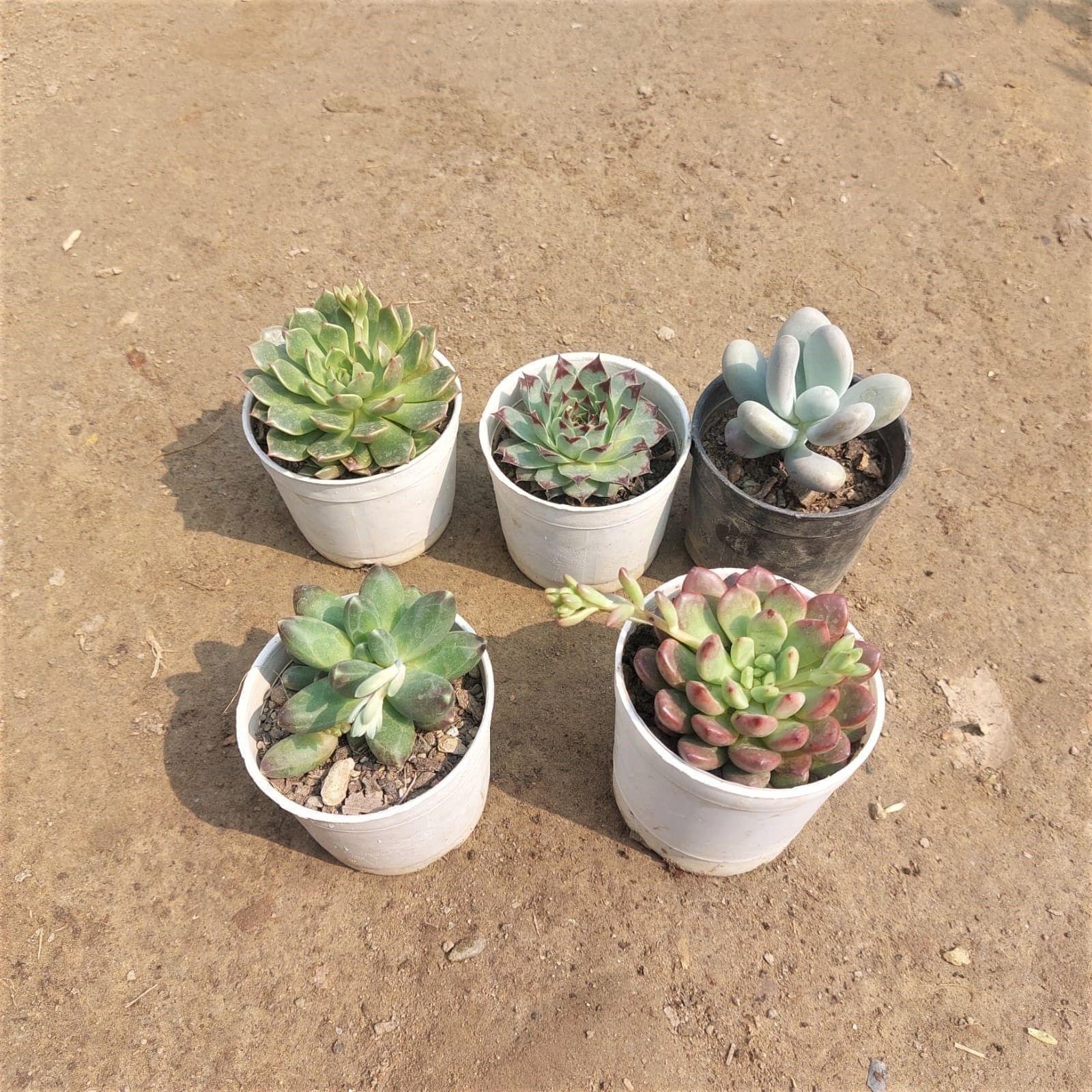 Succulent Combo -Set of 5 - (Laxmi Kamal, Moonstone, Echeveria Green & Red & Pachyphytum) in 3 Inch Nursery Pot