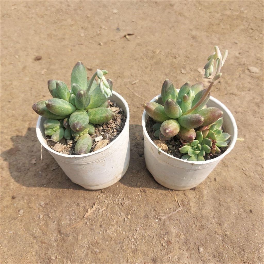 Buy Set of 2 - Pachyphytum Succulent In 3 Inch Plastic Pot Online | Urvann.com Set of 2 - Pachyphytum Succulent in 3 Inch Nursery Pot