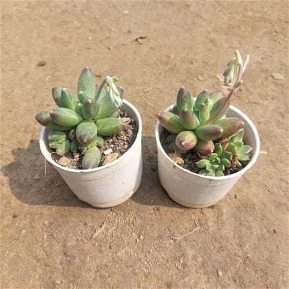 Buy Set of 2 - Pachyphytum Succulent In 3 Inch Plastic Pot Online | Urvann.com