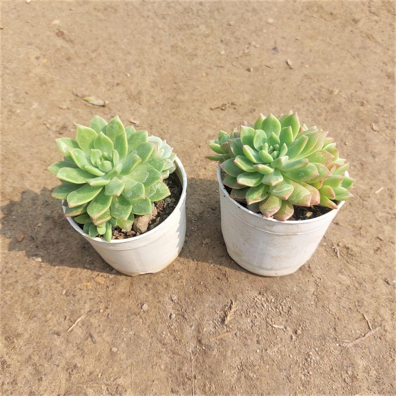Set of 2 Echeveria Green Succulent in 3 Inch Nursery Pot