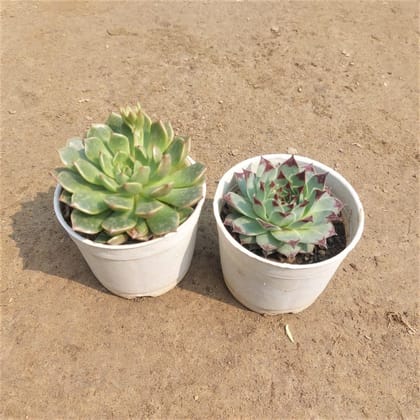 Buy Set of 2 - Pachyphytum & Laxmi Kamal Succulent In 3 Inch Plastic Pot Online | Urvann.com