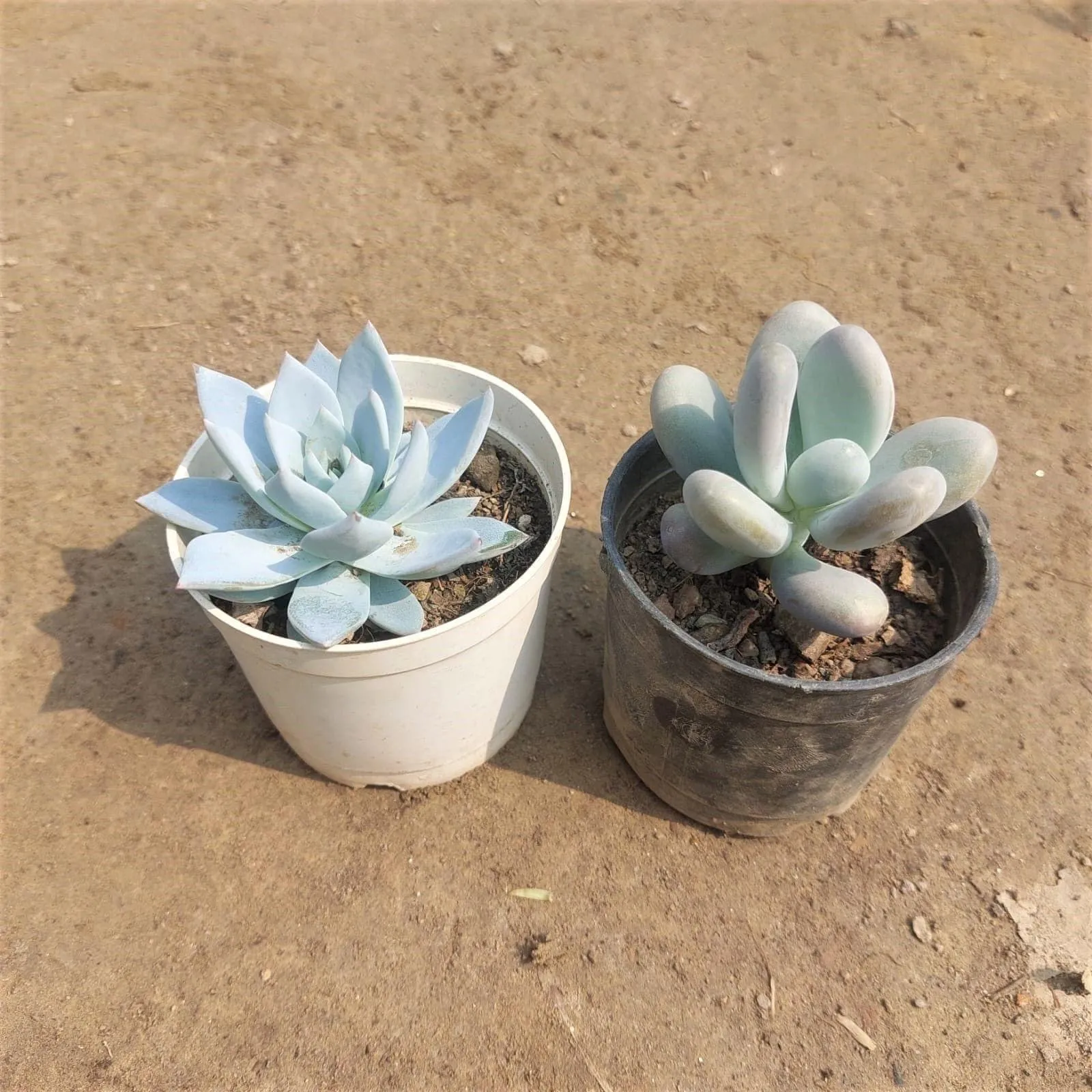 Set of 2 Succulents (Moonstone & Blue Bird) in 3 Inch Nursery Pot