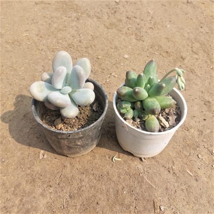 Buy Set of 2 - Succulents (Moonstone & Pachyphytum)  In 3 Inch Plastic Pot Online | Urvann.com