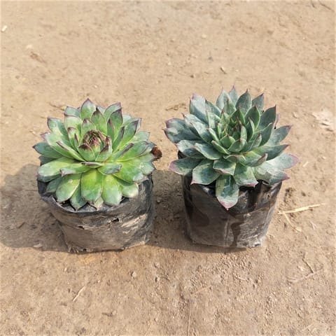 Set of 2 - Hens & Chicks Succulents (Different Variety) in 3 Inch Nursery Bag