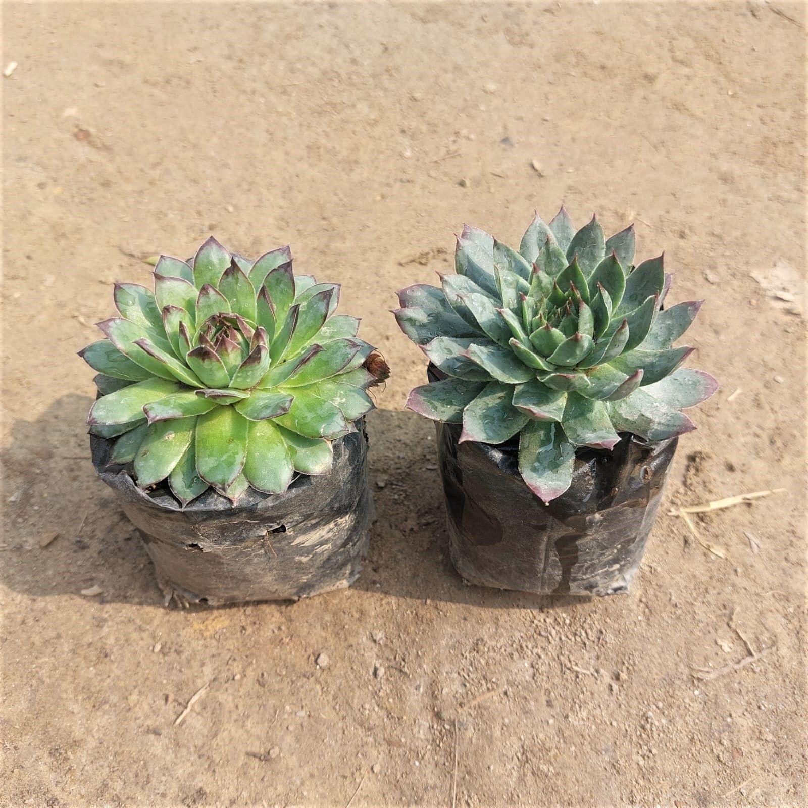 Set of 2 - Hens & Chicks Succulents (Different Variety) in 3 Inch Nursery Bag