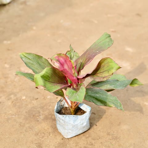 Air Purifying - Dracaena Kedarnath in 5 Inch Nursery Bag