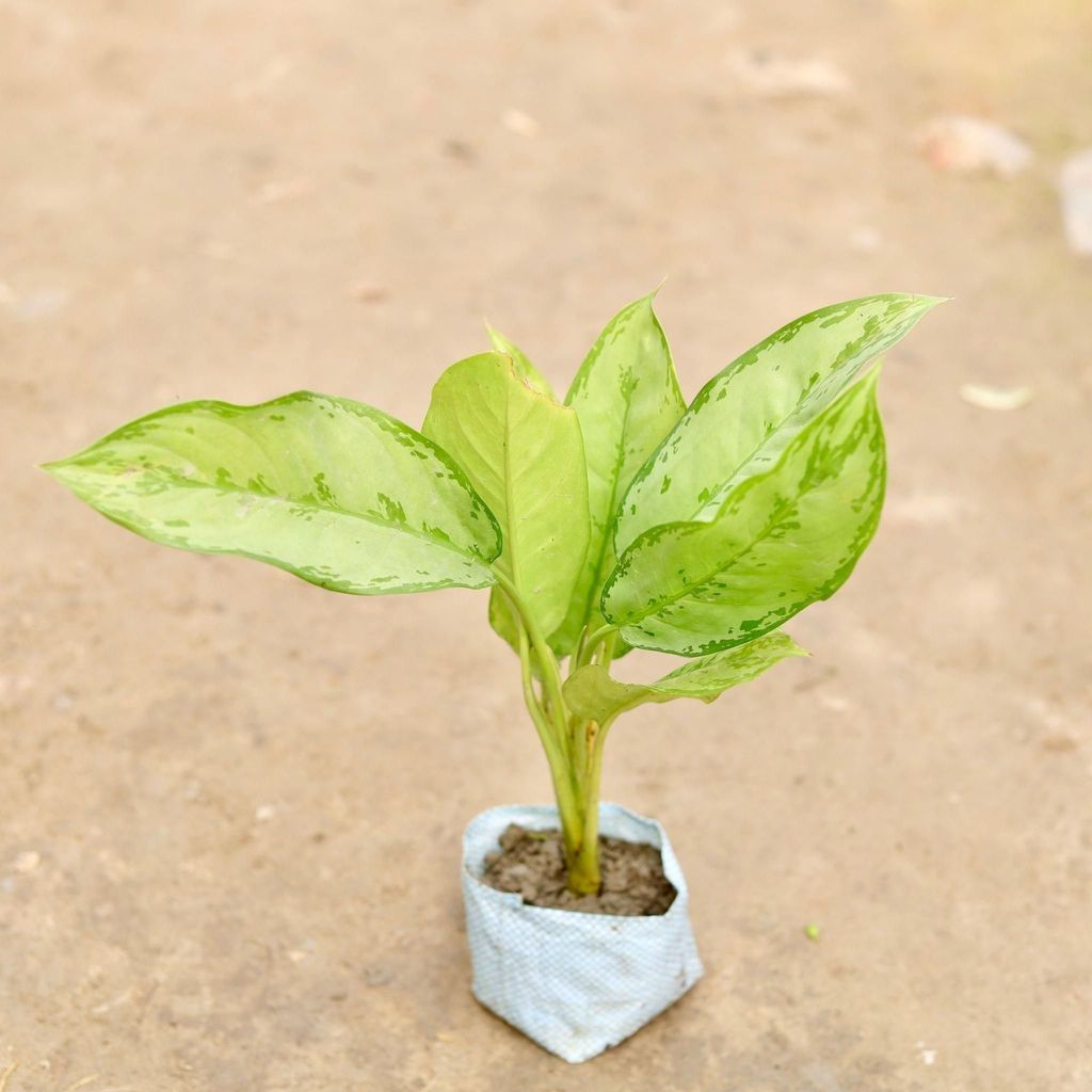 Buy Aglaonema Maria Christina in 5 Inch Nursery Bag Online | Urvann.com Aglaonema Maria Christina in 5 Inch Nursery Bag