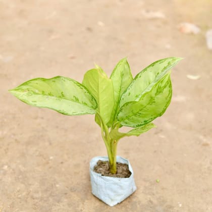 Buy Aglaonema Maria Christina in 5 Inch Nursery Bag Online | Urvann.com