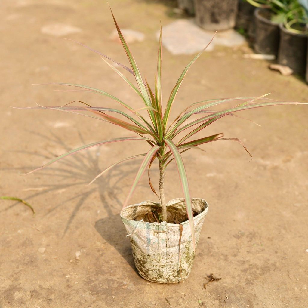 Buy Dracaena Cloorma in 5 Inch Nursery Bag Online | Urvann.com Dracaena colorama / Marginata in 5 Inch Nursery Bag