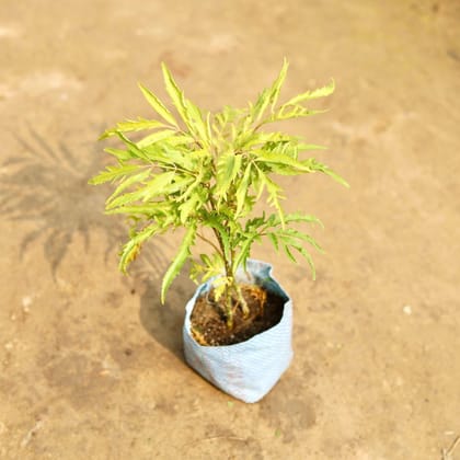 Buy Aralia Neem in 5 Inch Nursery Bag Online | Urvann.com