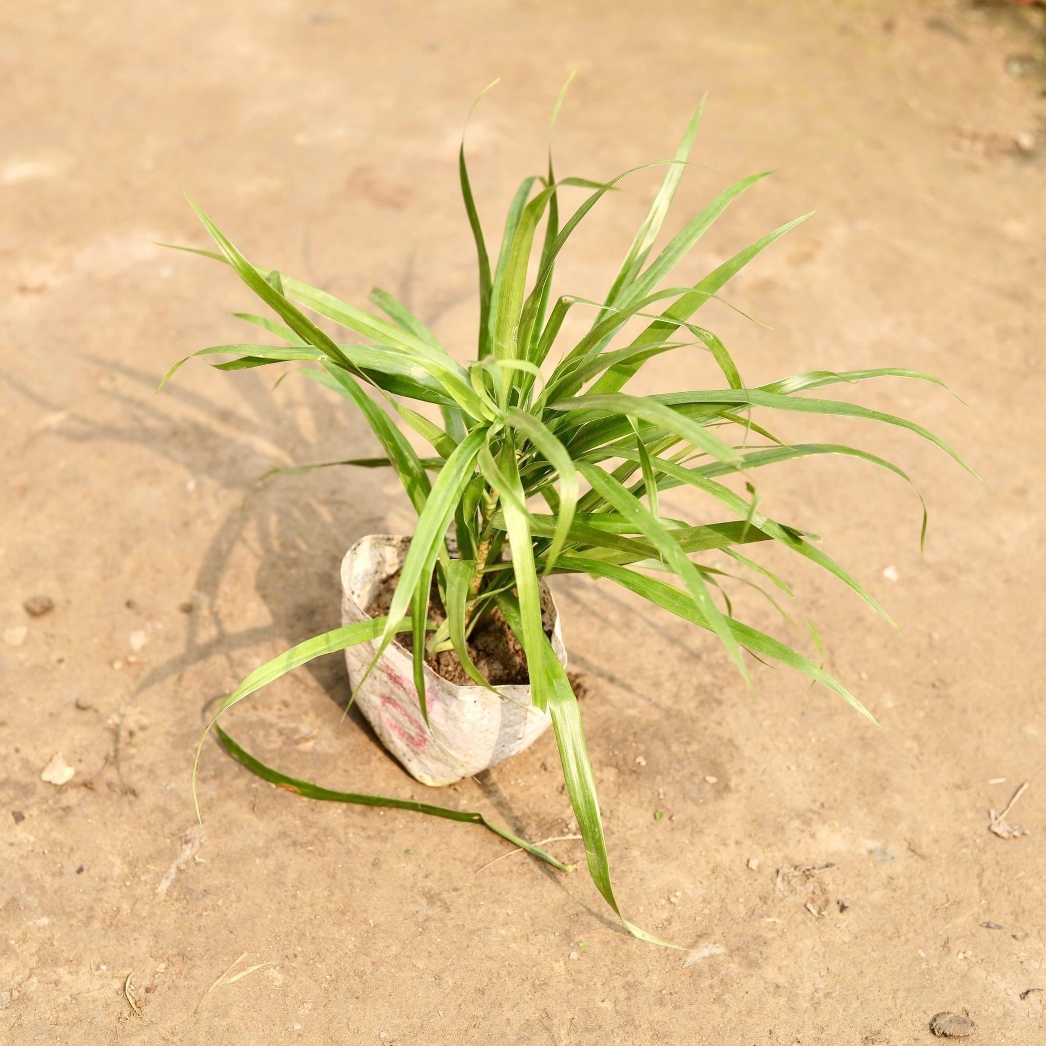 Dracaena Green in 5 Inch Nursery Bag