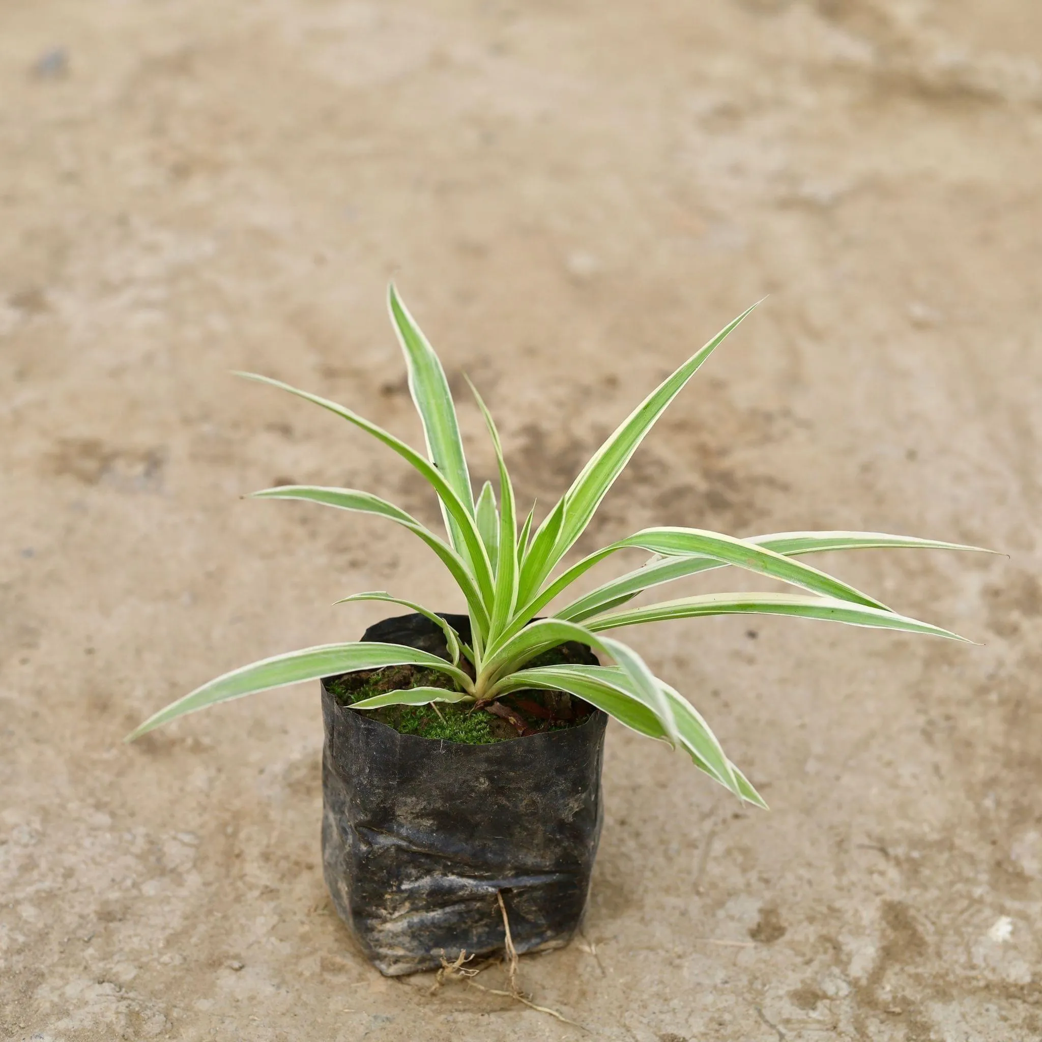 Air Purifying - Spider Plant in 3 Inch Nursery Bag