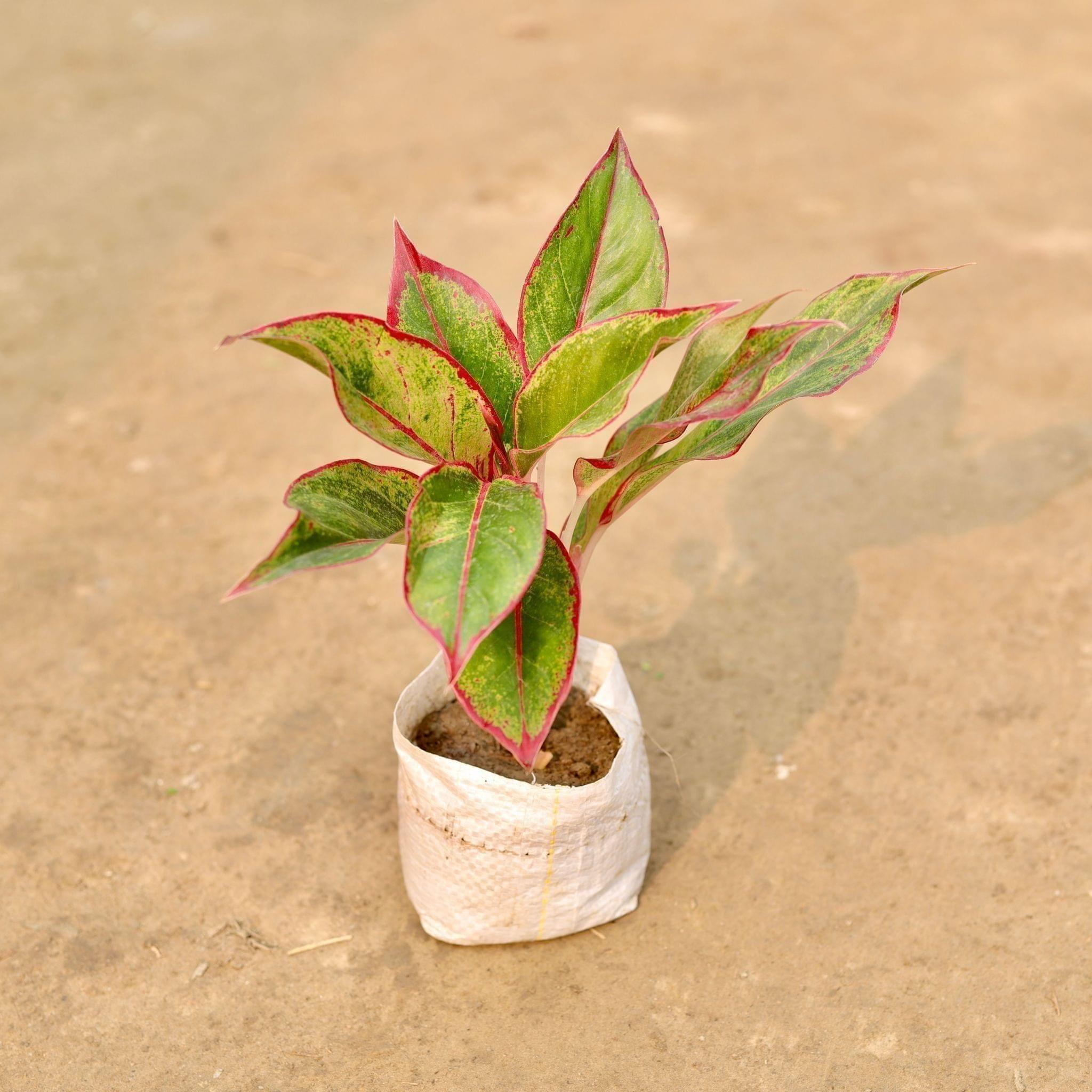 Aglaonema Lipstick in 5 Inch Nursery Bag