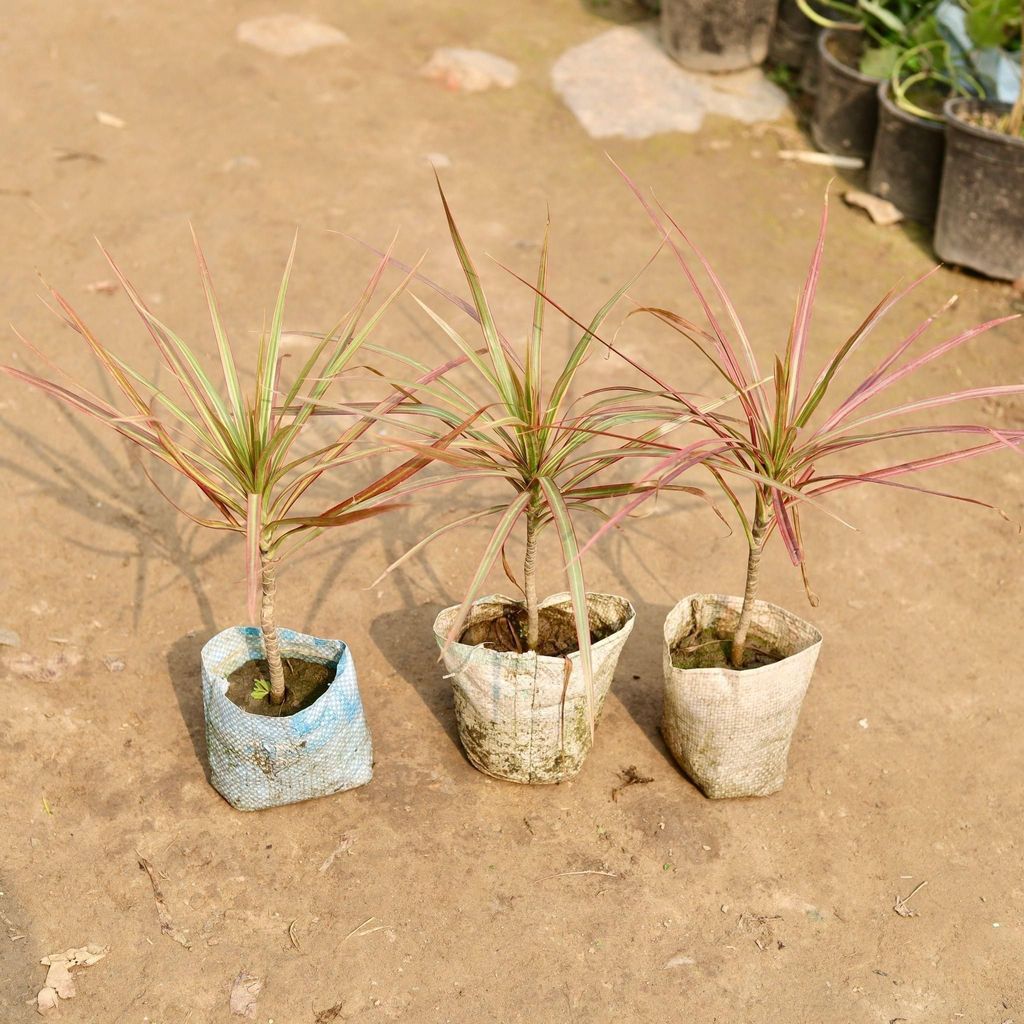 Buy Set of 3 - Dracaena Cloorma in 5 Inch Nursery Bag Online | Urvann.com Set of 3 - Dracaena colorama / Marginata in 5 Inch Nursery Bag